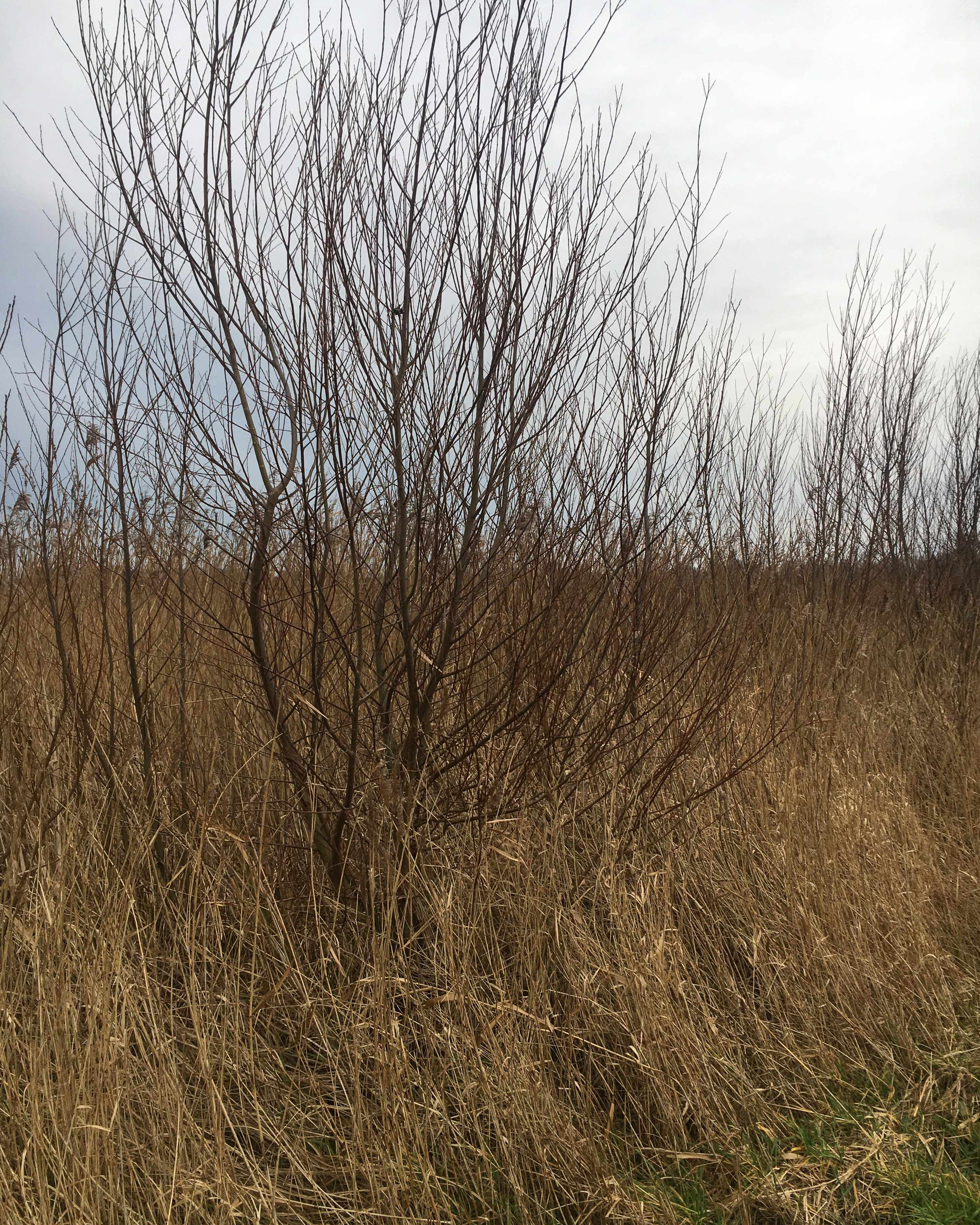 Dutch landscape reeds and tree
