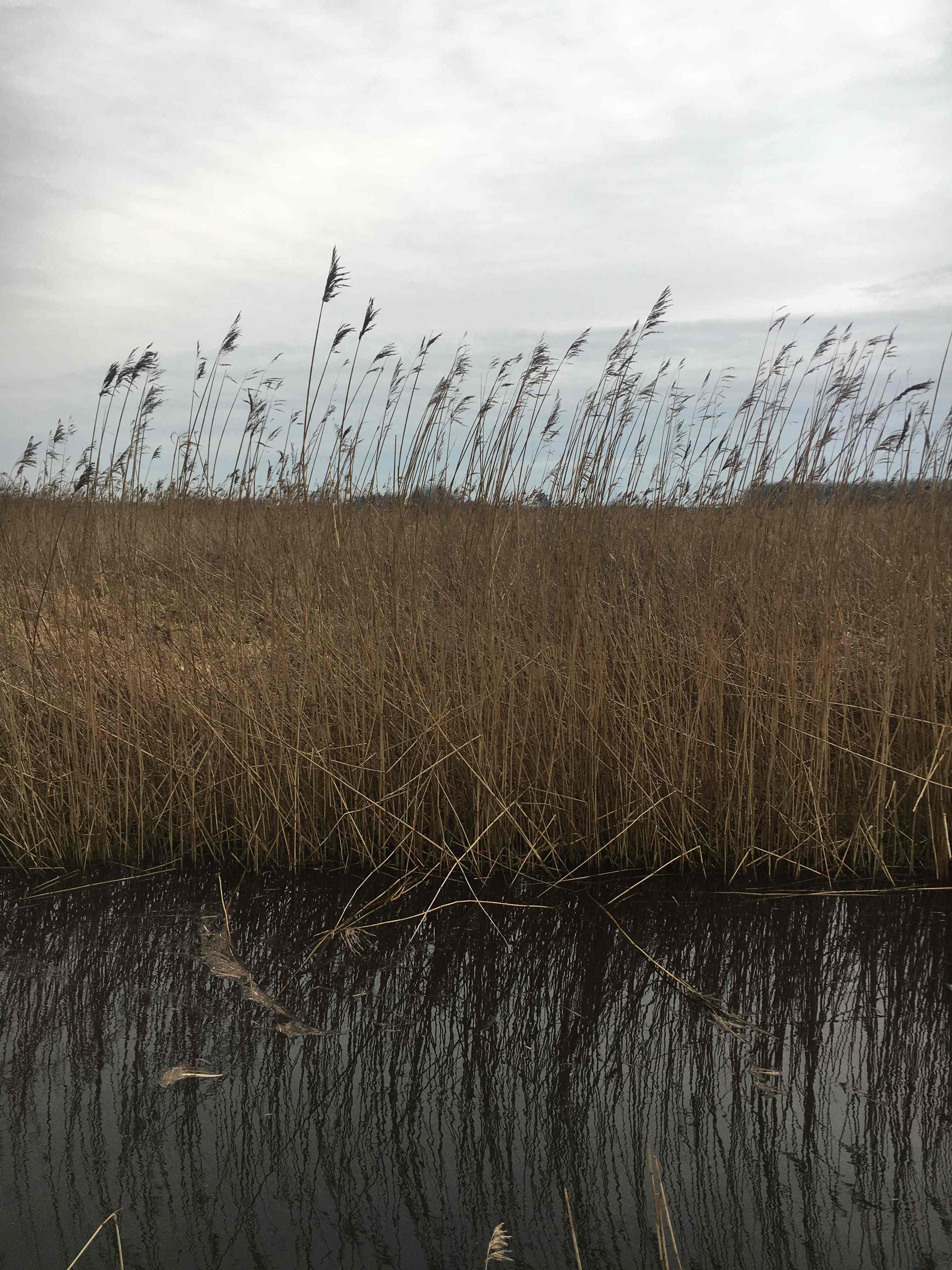 Dutch landscape reeds