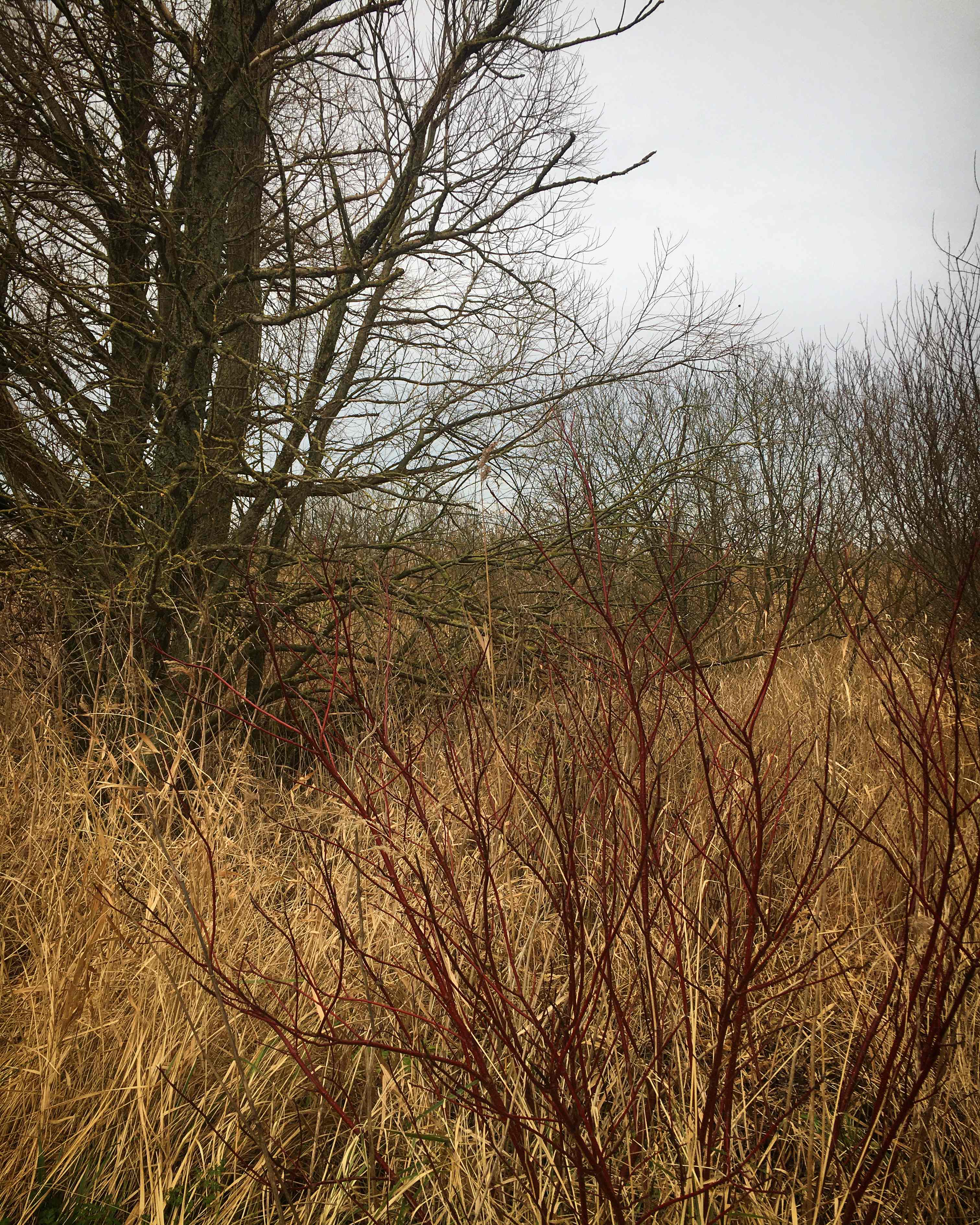 Dutch landscape tree and dogwood
