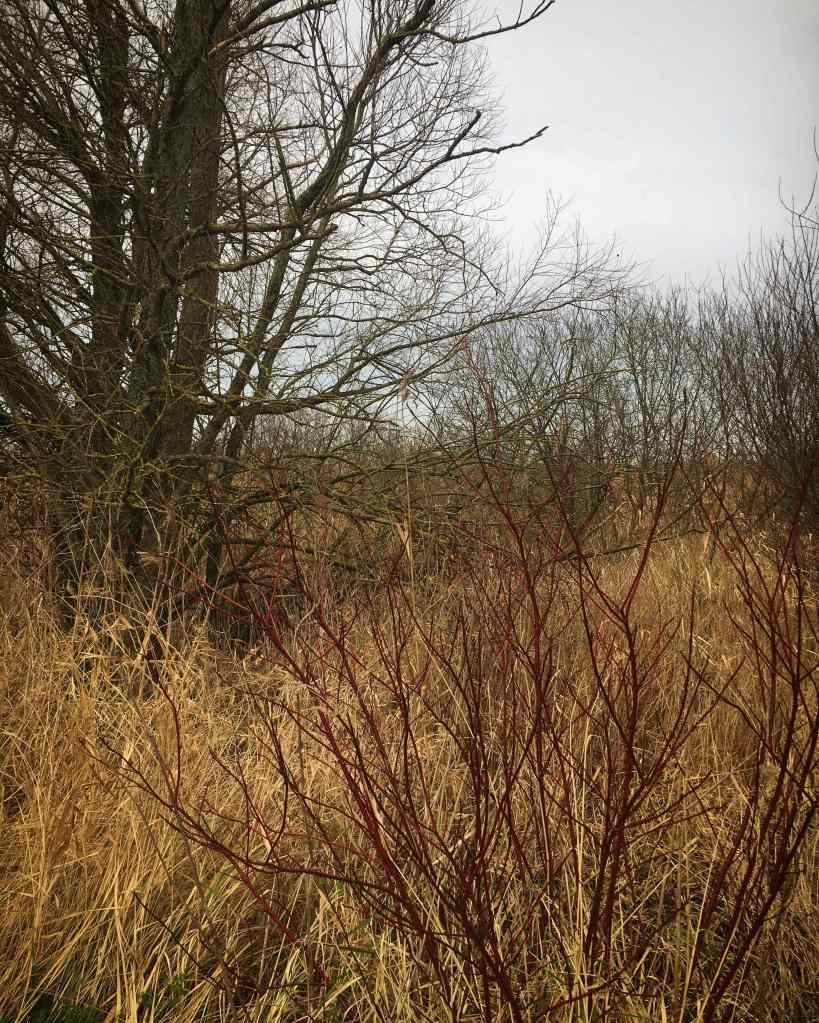 Dutch landscape tree and dogwood