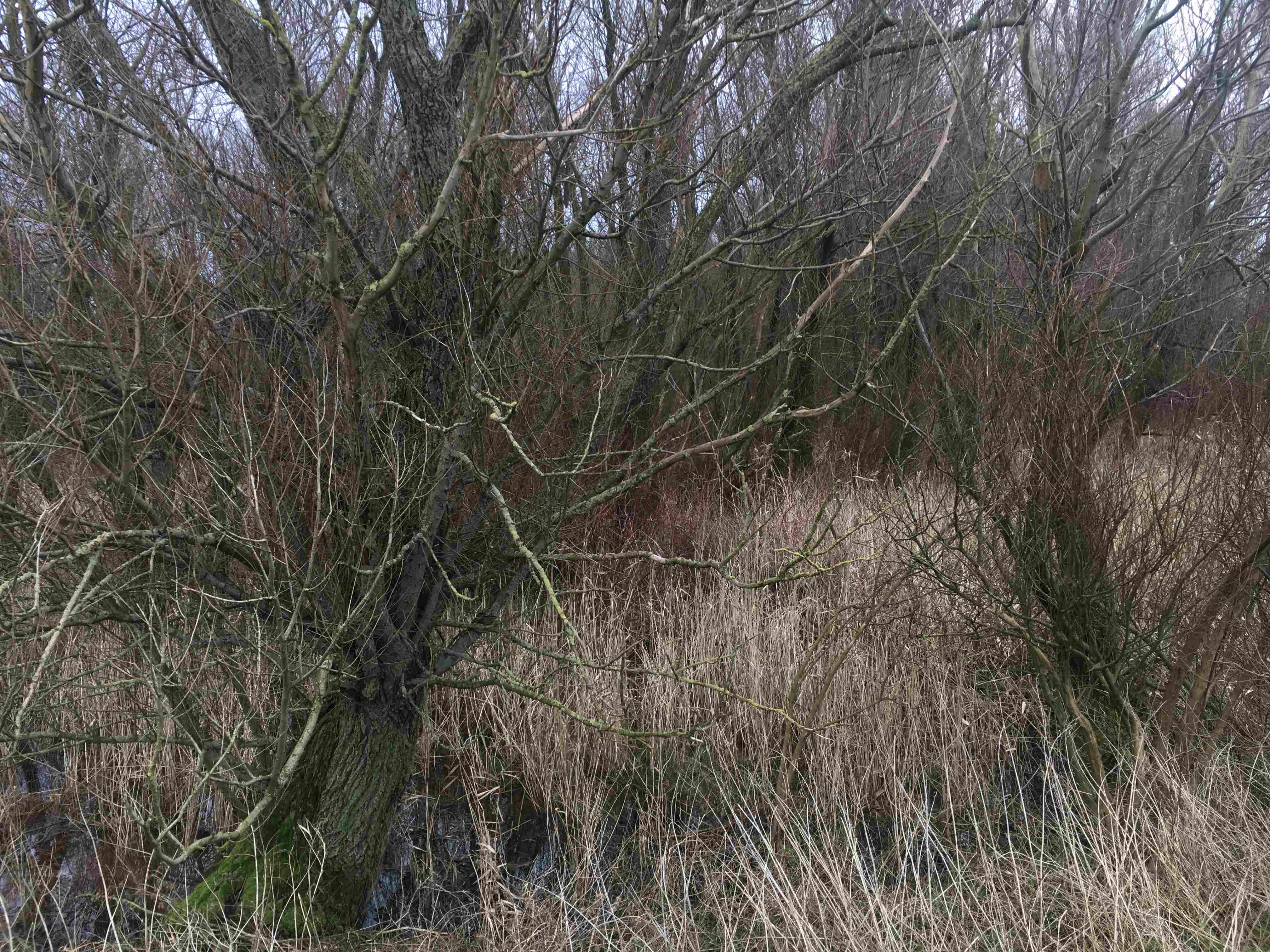 Dutch landscape trees