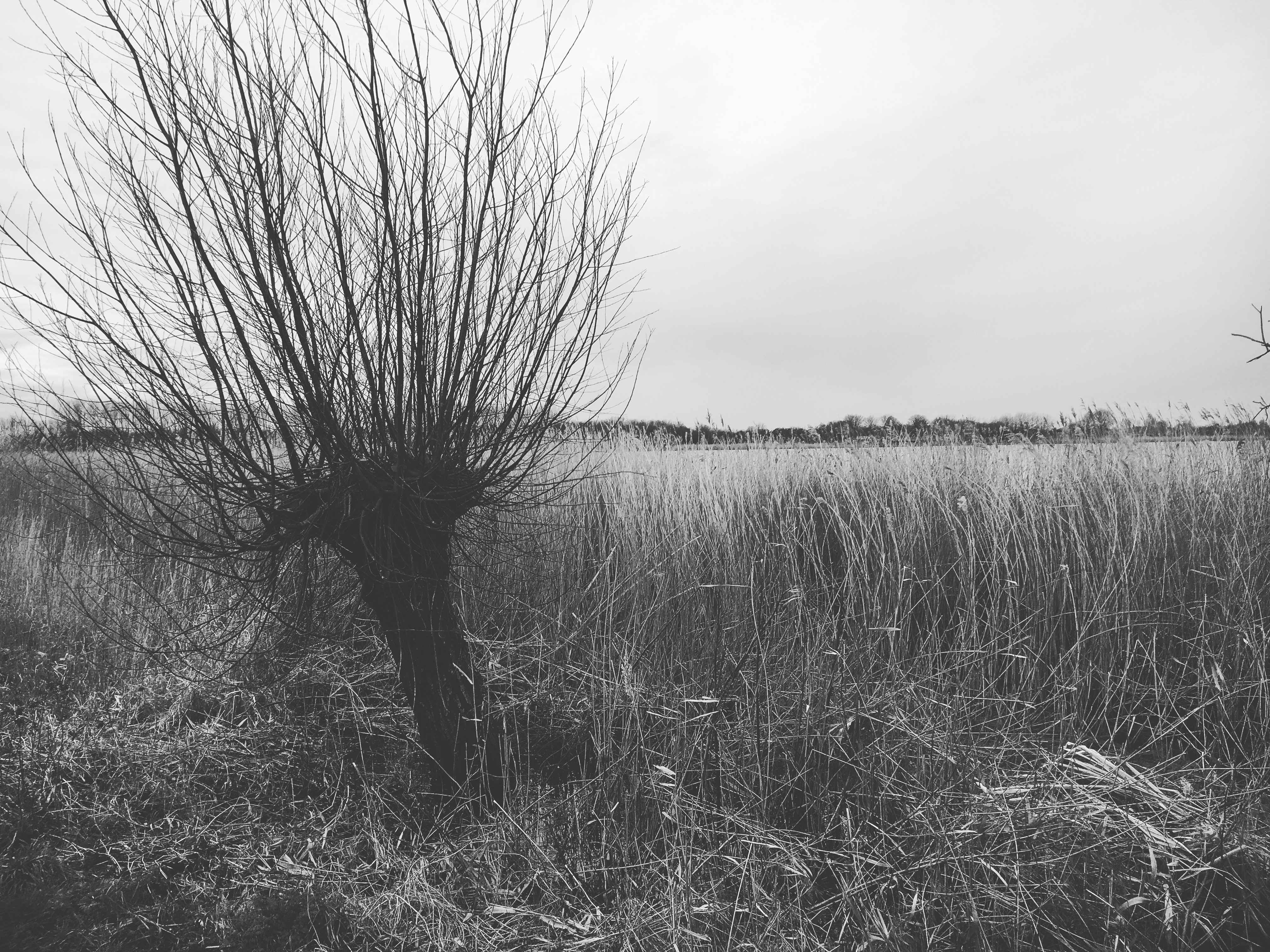 Dutch landscape with willow tree