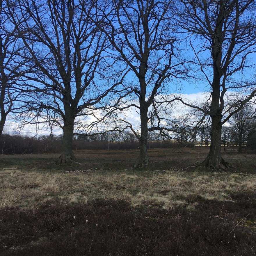 Drenthe landscape with trees