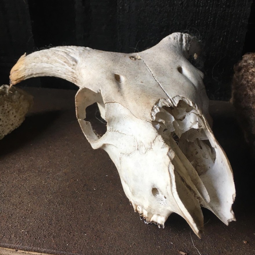 Sheep skull