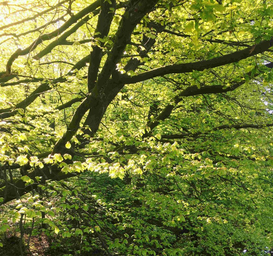 Spring trees in Haagse Bos