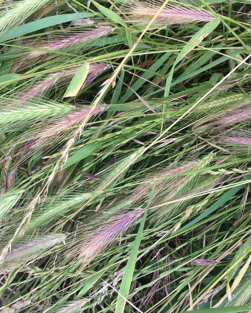 Grasses