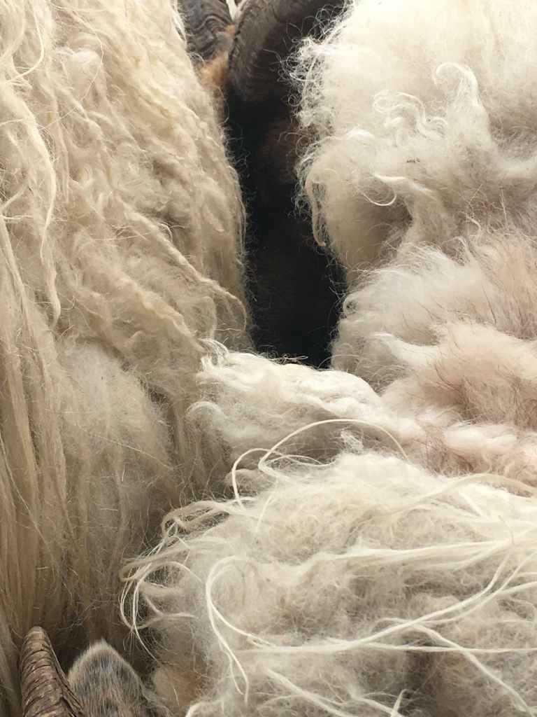 Sheep's wool