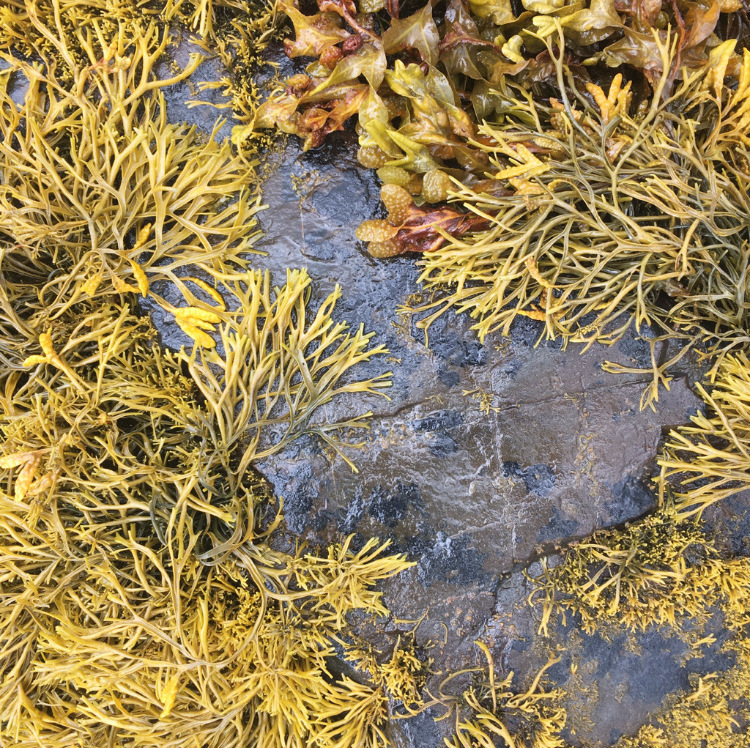 Seaweed on rocks at Salen, Mull