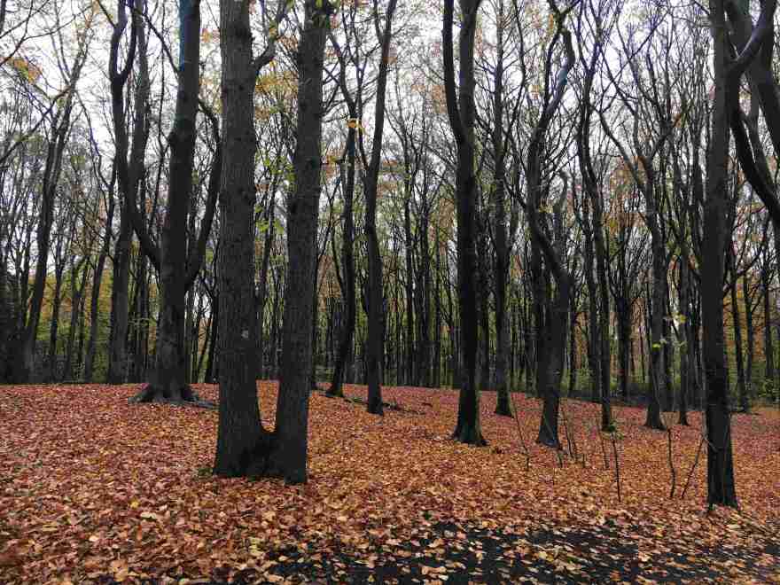 Haagse Bos dark tree trunks