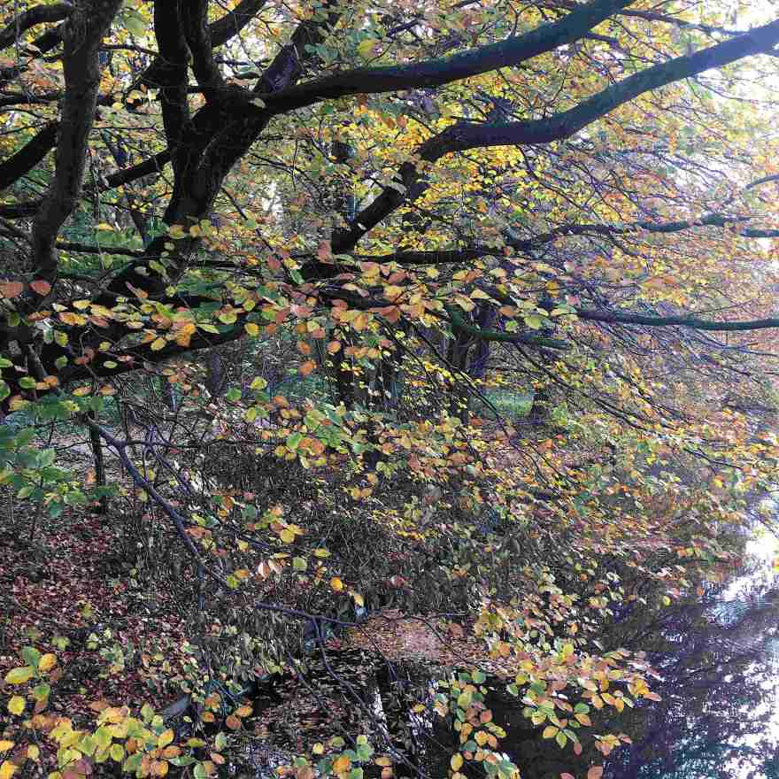 Tree over canal in Haagse Bos