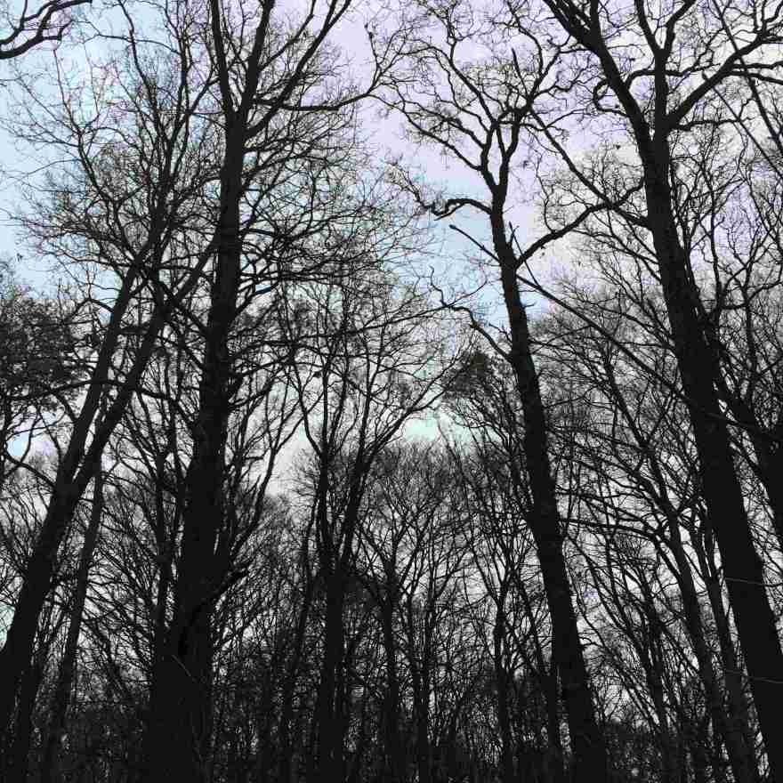 Bare trees against the sky