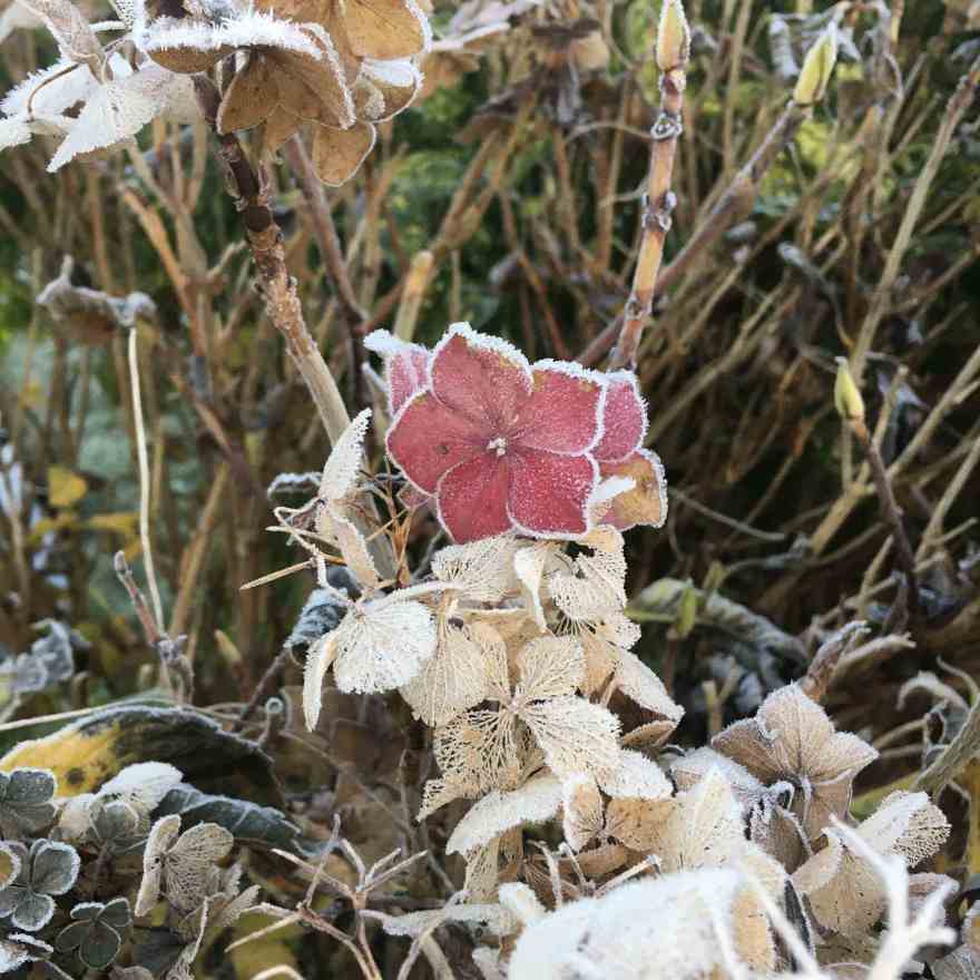 Last hydrangea bloom