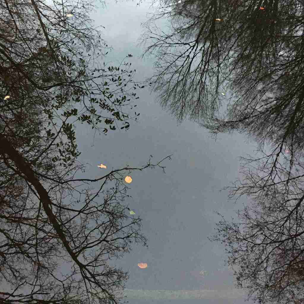 Trees and leaves on canal