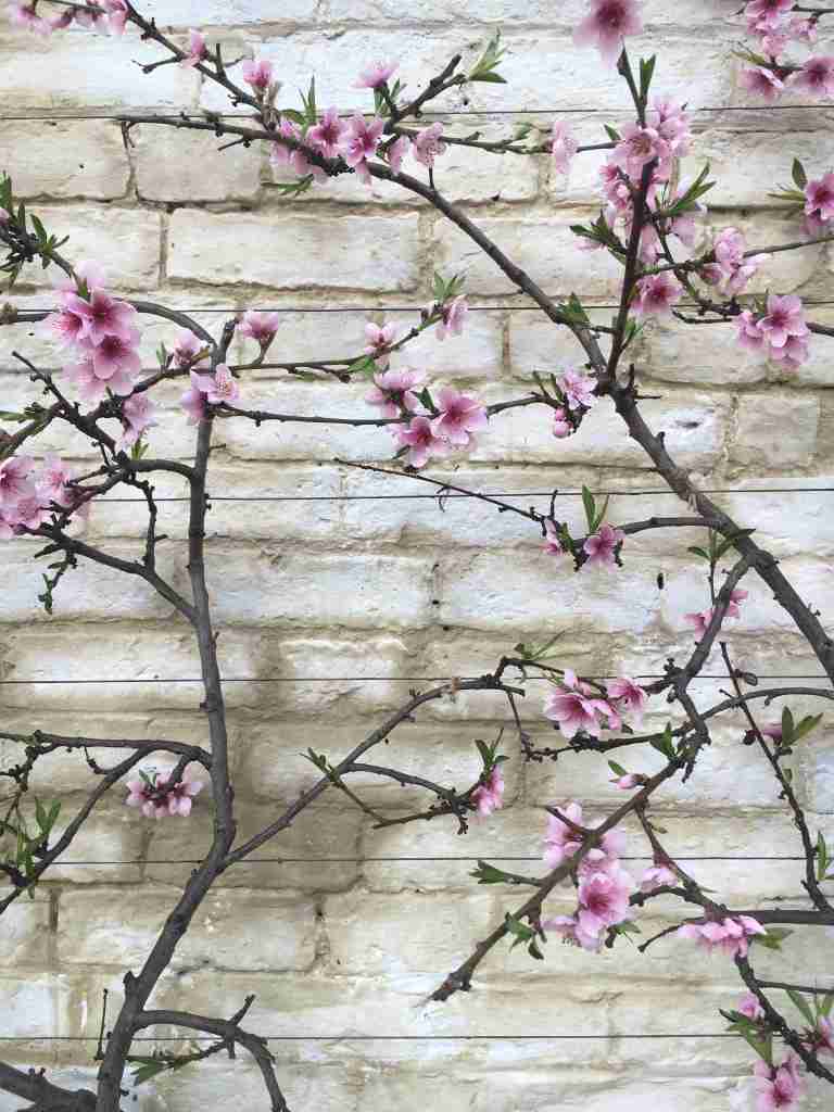 Nectarine blossom in Orangery at Calke Abbey
