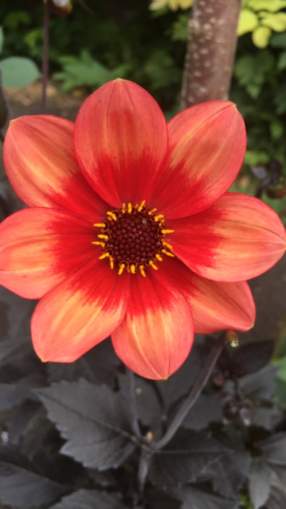 Dahlia at Clumber Park kitchen garden