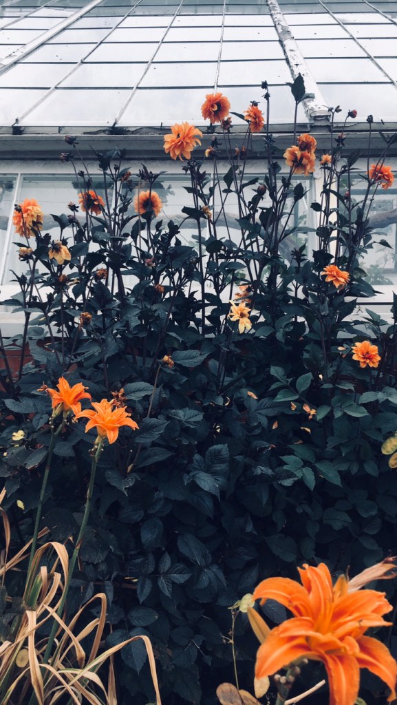Dahlias and lilies at Clumber Park, Nottinghamshire