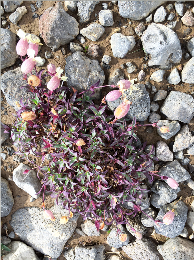 Flowers of the Icelandic interior