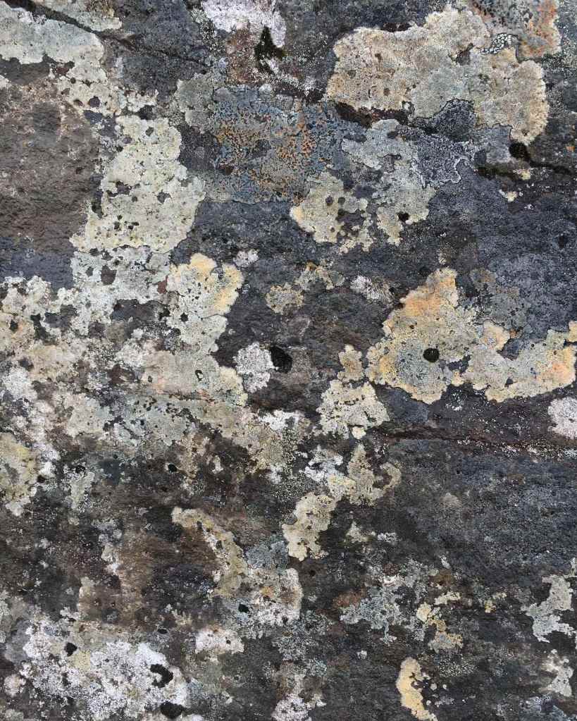 Lichen covered rock