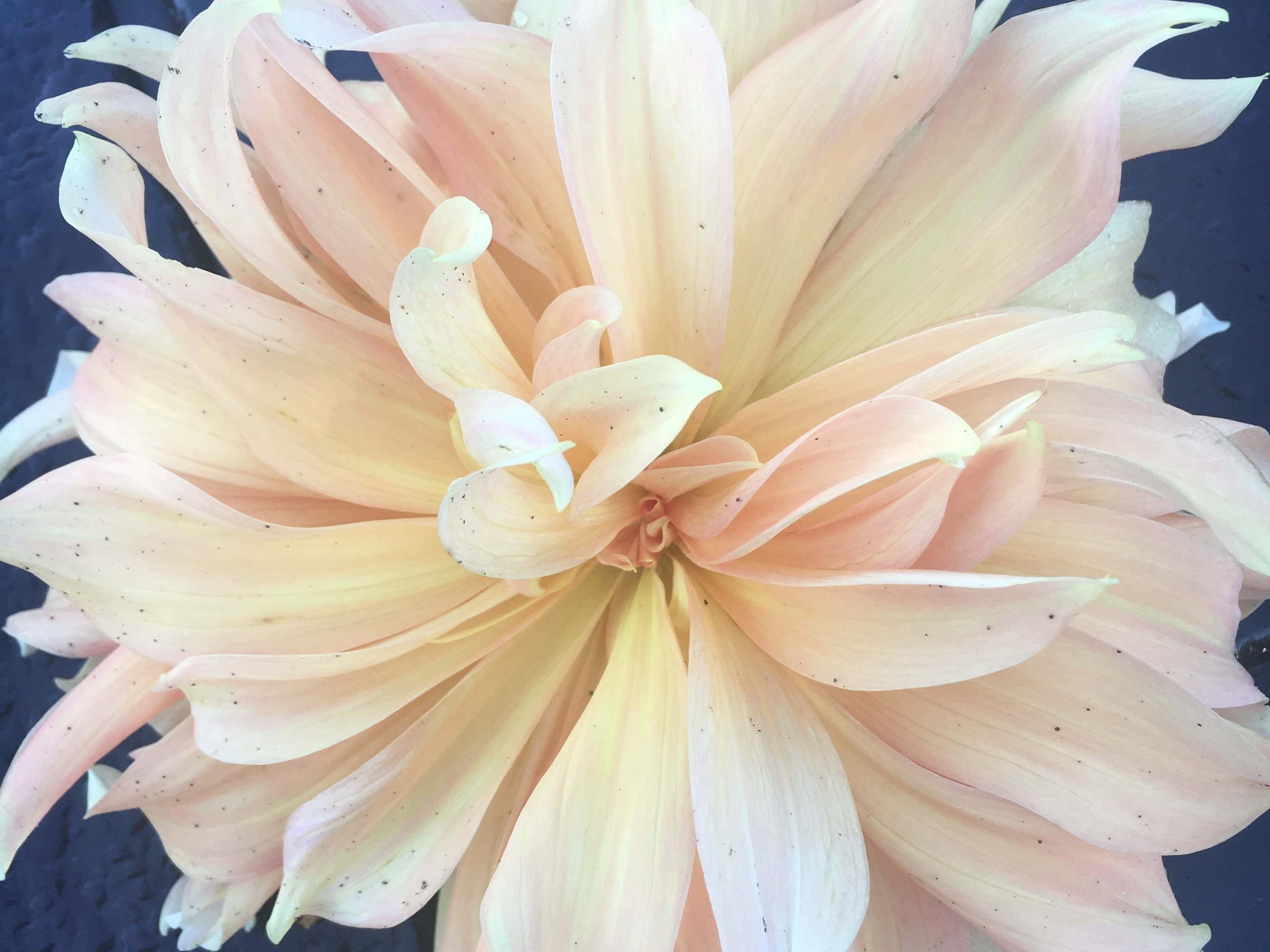 Dahlia at the allotment