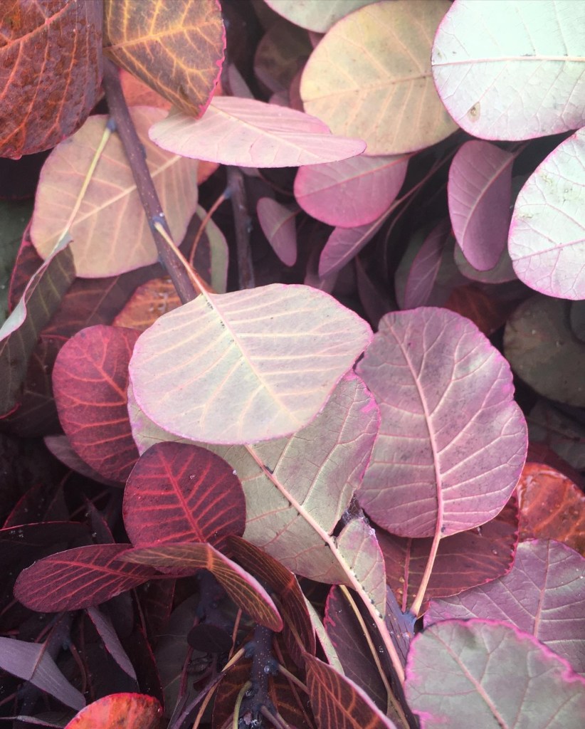 Smoke bush autumn colour