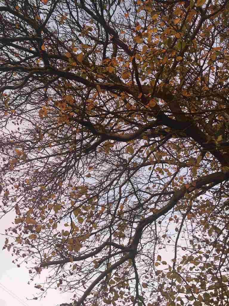 Veronica Pock autumn tree and sky