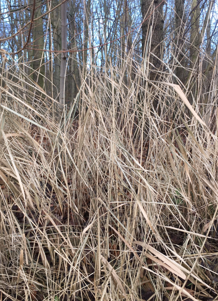 Reeds in the Haagse Bos
