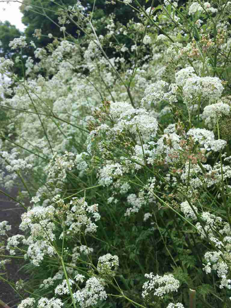 Cow parsley