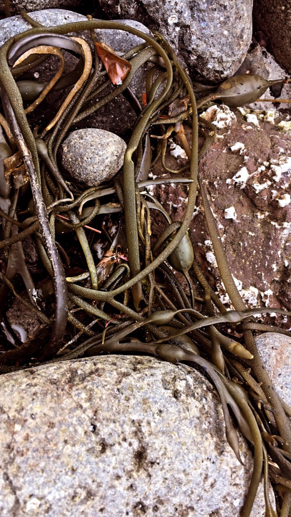 Seaweed 4