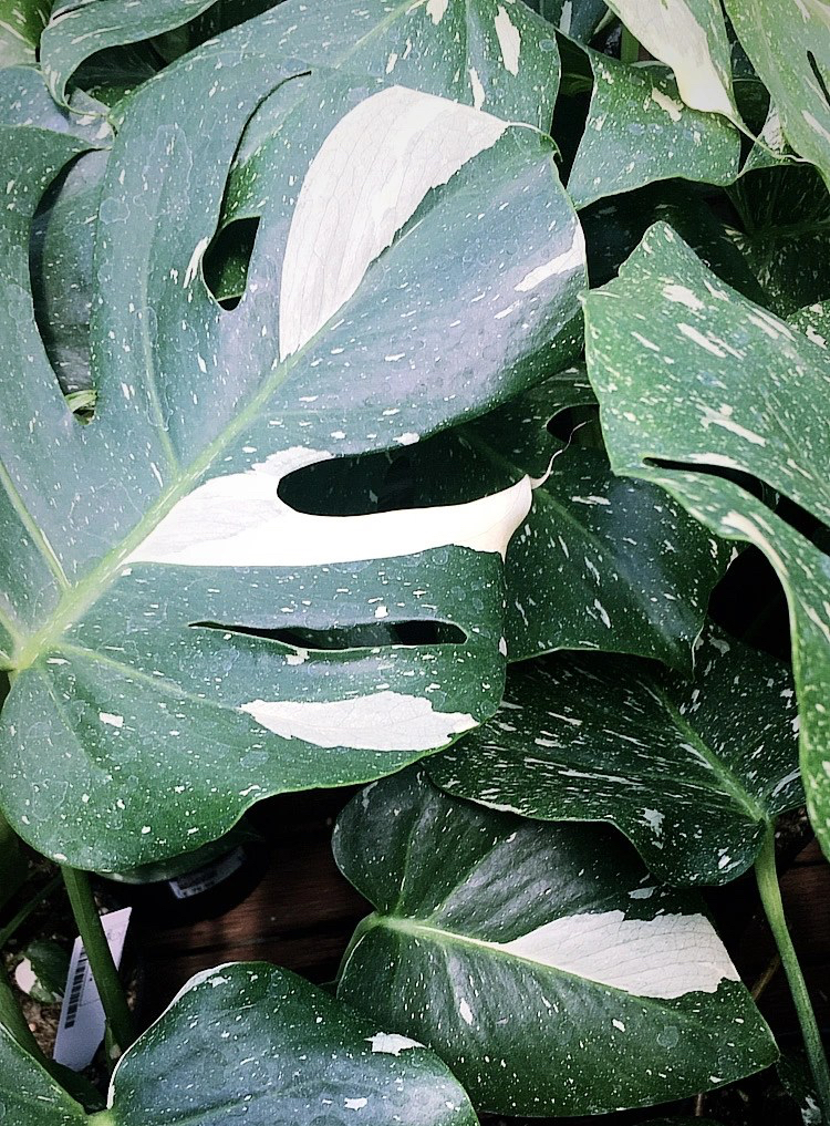 Variegated monstera leaves