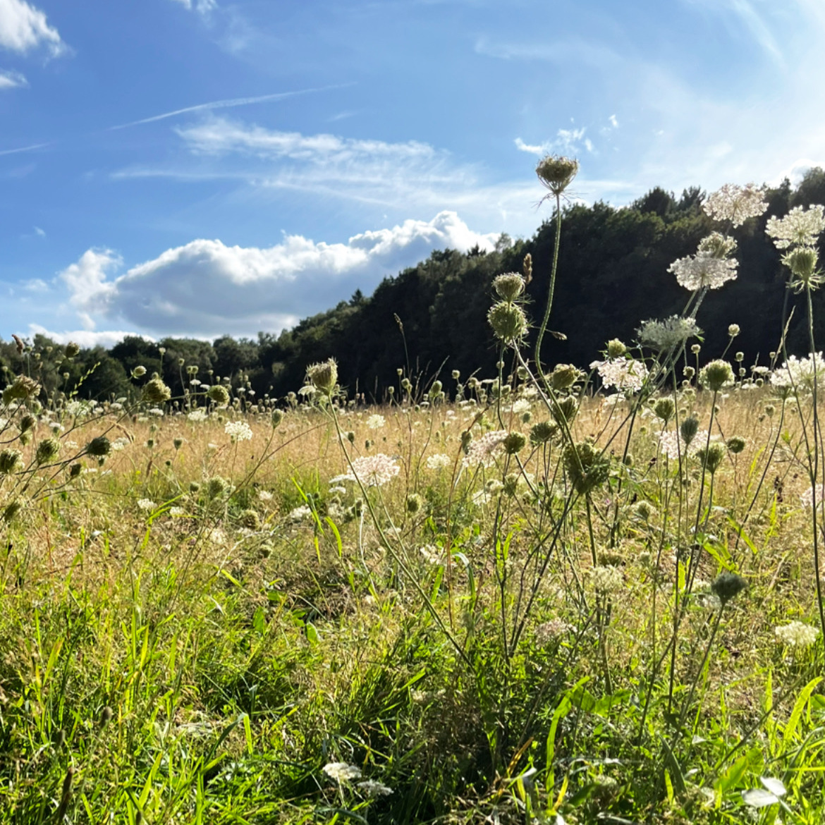 Cow parsely in a field at Beacon HIll, Leicestershire