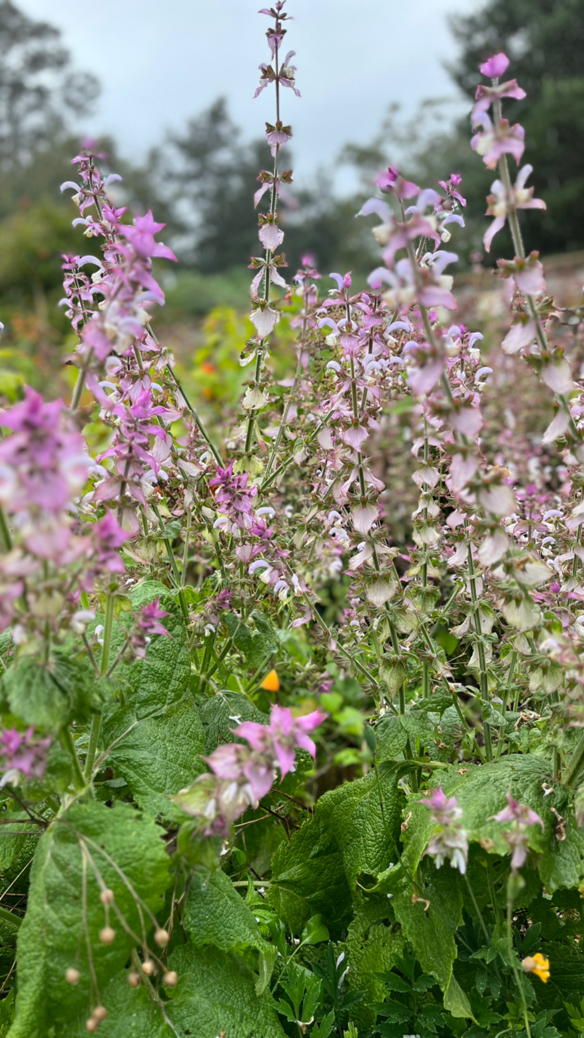 Flowers at Calke Abbey