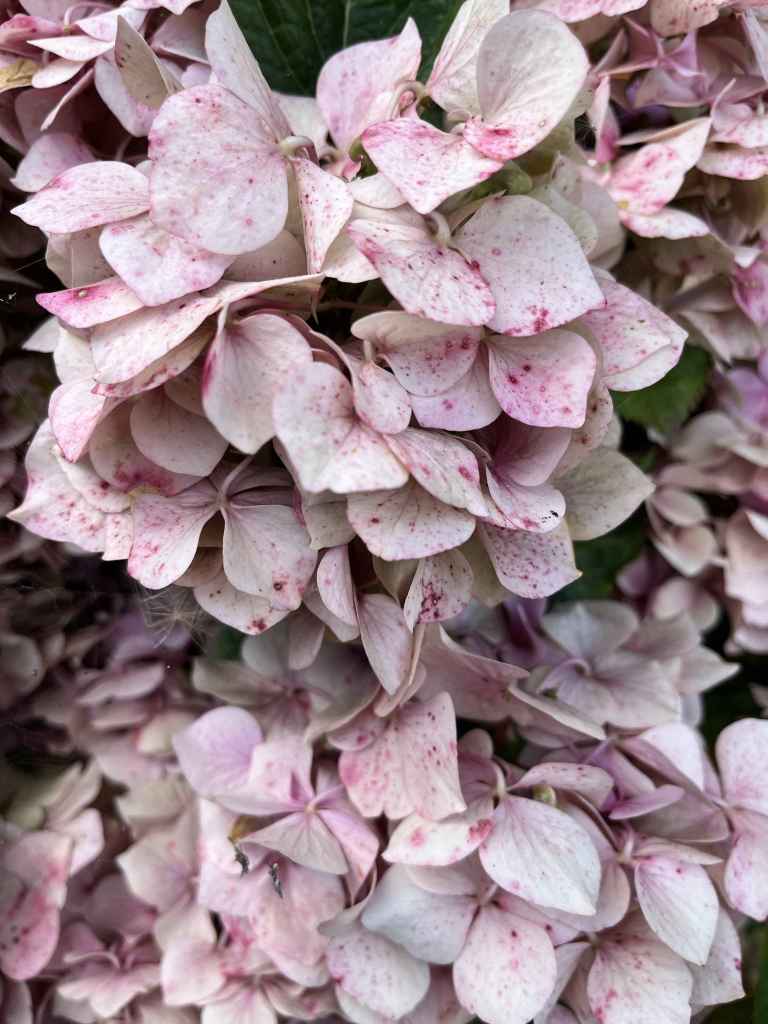 Pink hydrangea
