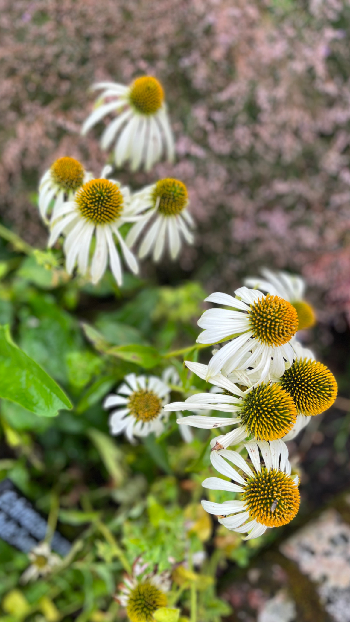 White Echinacea at Calke Abbey