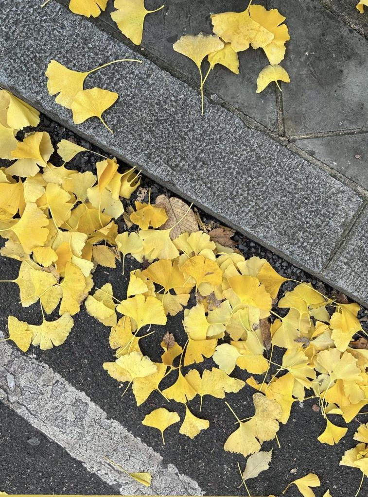 Golden gingko leaves on the kerbside