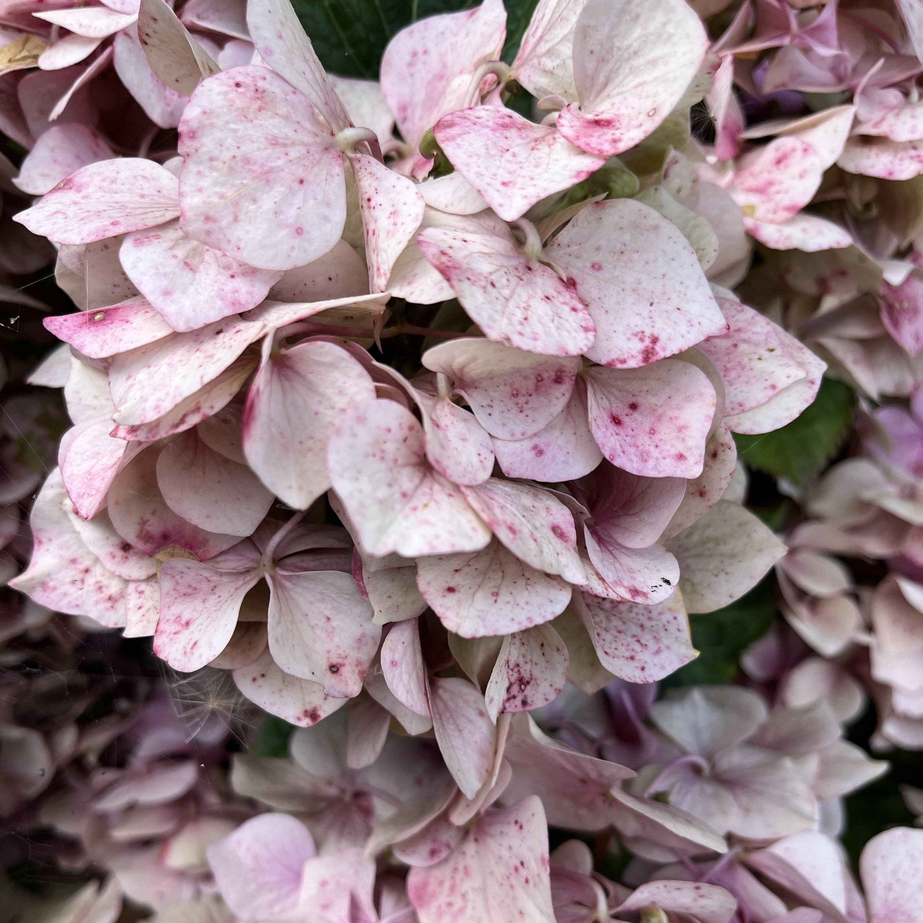 Pink hydrangea
