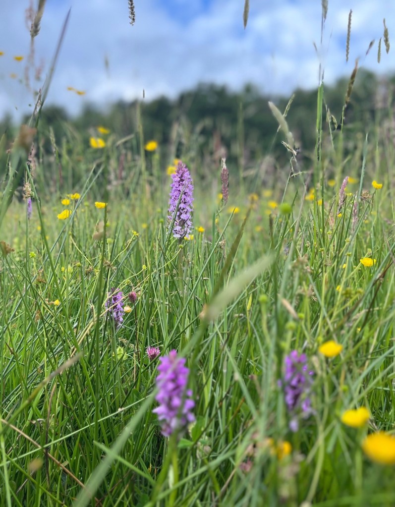 Common orchids in meadow near Loughborough, UK