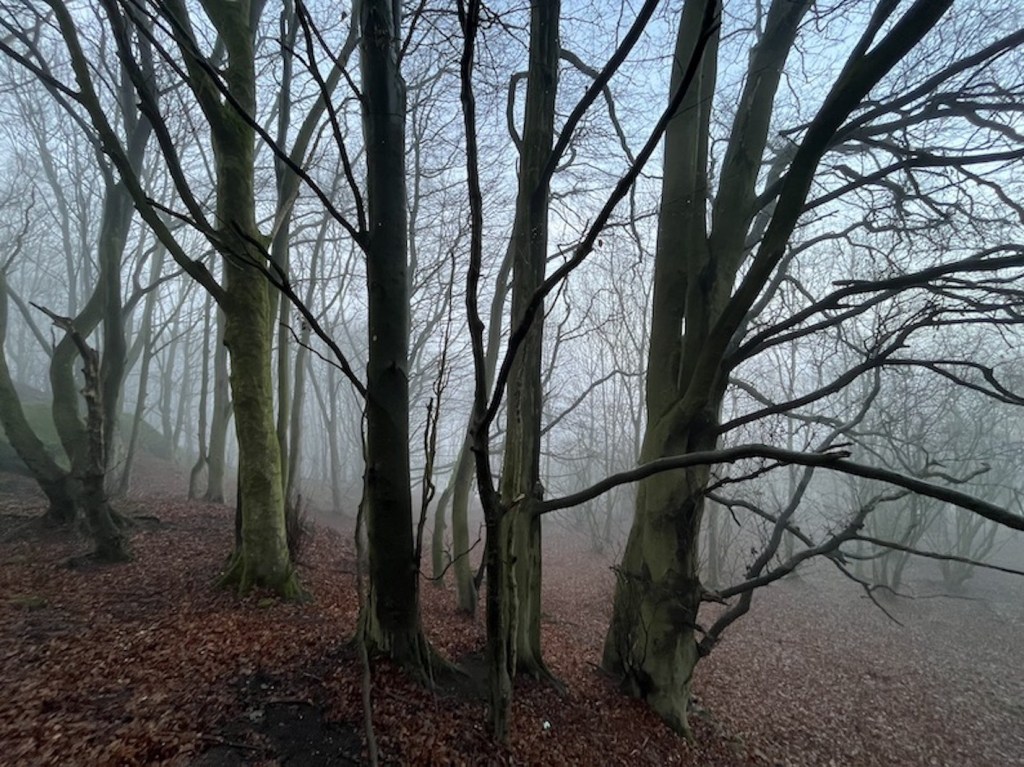 Winter trees on a foggy day