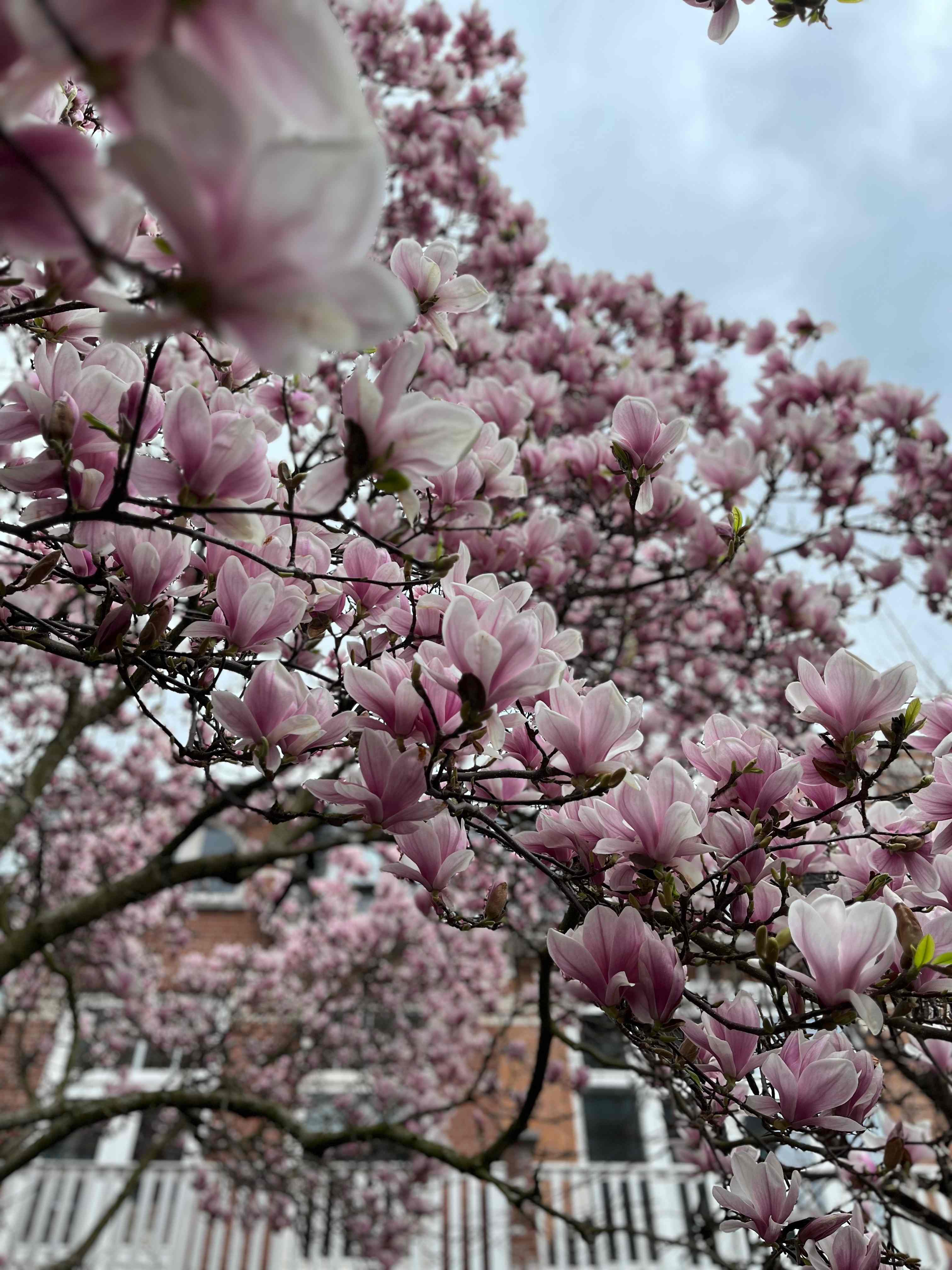 Magnolia blossoms