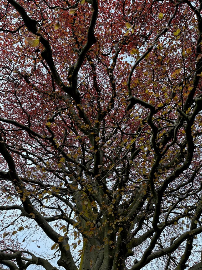 Copper beech tree with spring foliage